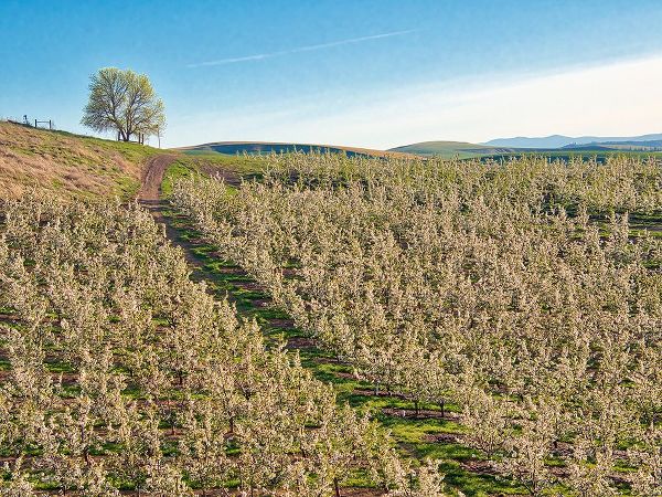 Eggers, Terry 아티스트의 USA-Washington State Lone tree on hillside of orchard of apples작품입니다.